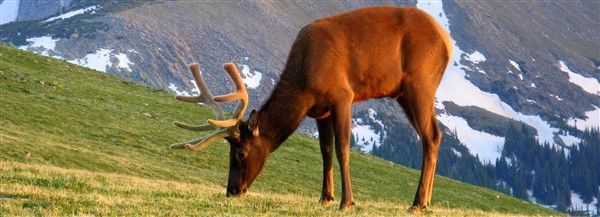 colorado elk deer-5092637_1920 3x1.jpg