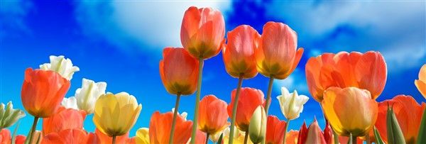 michigan tulips hd-wallpaper-3251607_1920 2x1.jpg