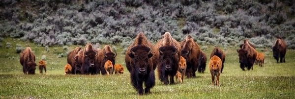north dakota bison-1581895_1920 3x1.jpg